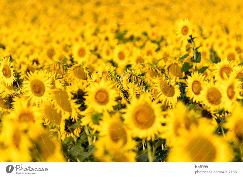 many, many sunflowers Sunflower field Yellow Summer Field Flower Plant pretty Blossom Blossoming Blossom leave Nature Sunlight Bright colourful