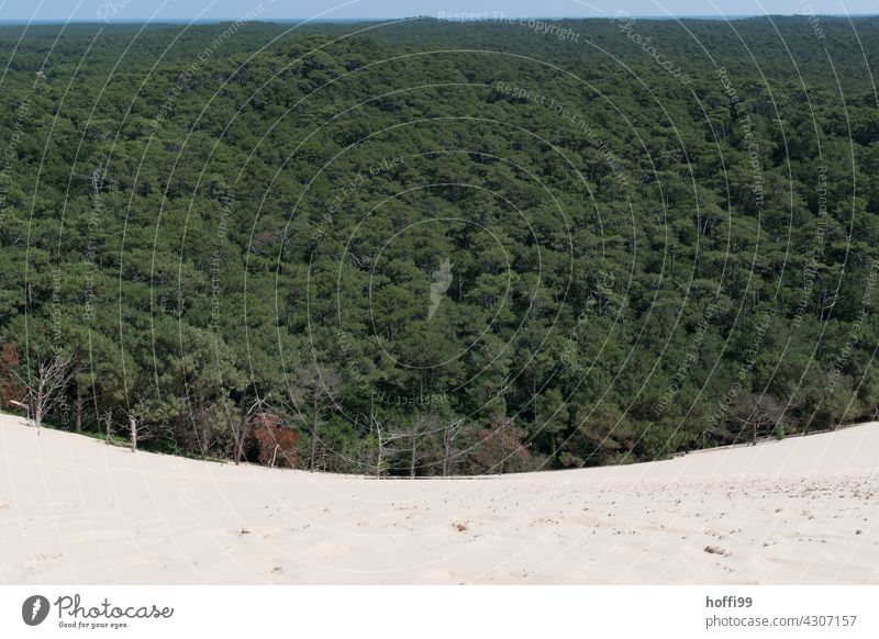 Dune engulfs forest - with a little blue horizon duene sand dune Forest Stone pine pine forest Dune du Pyla Summer Vacation & Travel Nature Sand Bird's-eye view