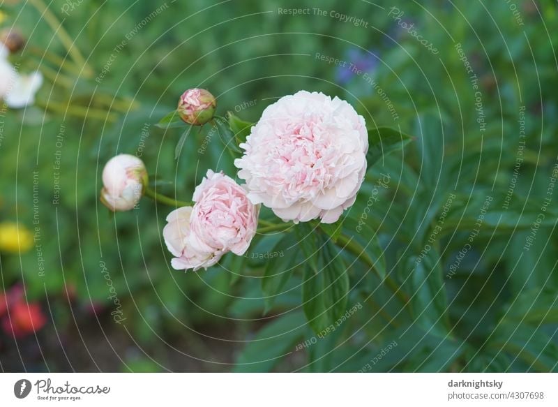 Pink colored peony and some other flowers in rich green. Peony Blossom Plant Nature Colour photo pretty Close-up Flower Garden Park Summer Paeonia Day Esthetic