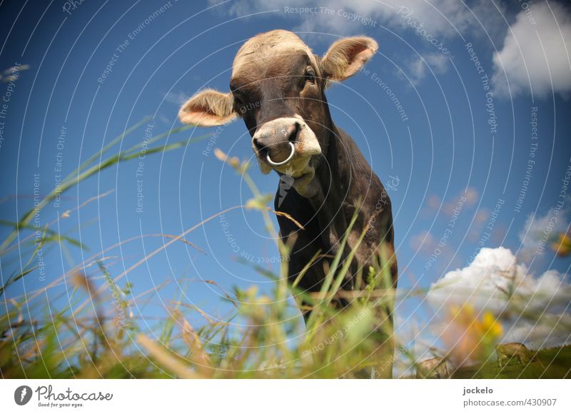 Bull's eye Nature Landscape Summer Meadow Field Alps Mountain Animal Pet Farm animal Cow 1 Feeding Blue Brown Multicoloured Yellow Green Pride Colour photo