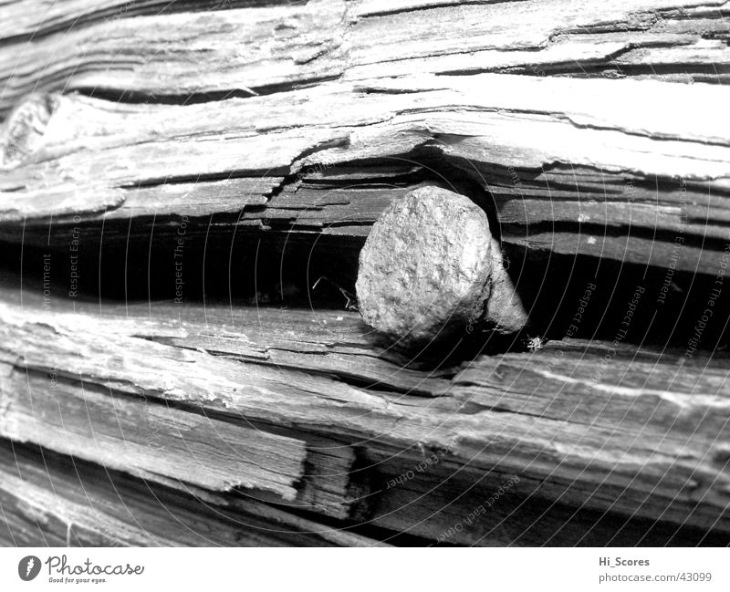 Nail in tree stump Tree Tree stump Tree trunk Wood Tree bark Detail Macro (Extreme close-up) Nature