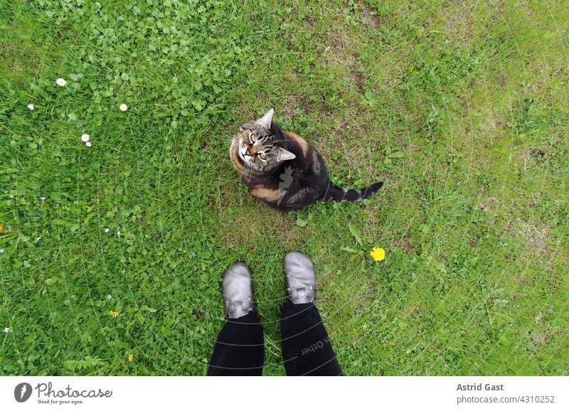 Wide angle shot of a cat sitting in the grass at the feet of a woman Cat Human being Woman Pet inquisitorial Grass Meadow Garden Legs Footwear