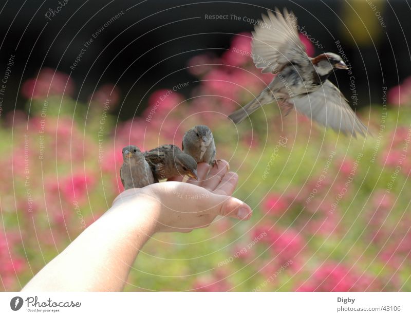 Better a sparrow in the hand... Bird Hand Feeding Animal Together Sparrow