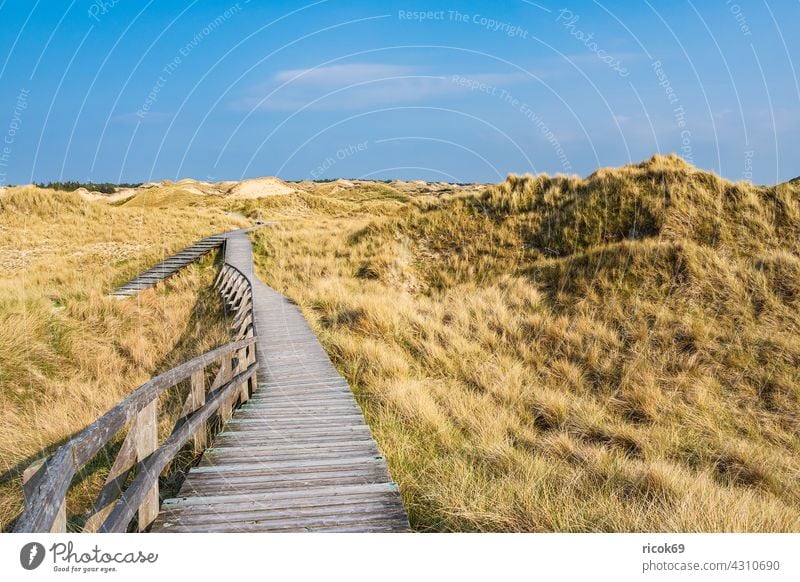 Landscape in the dunes in Norddorf on the island Amrum duene northern village Schleswig-Holstein Island coast off Woodway boardwalk voyage Marram grass vacation