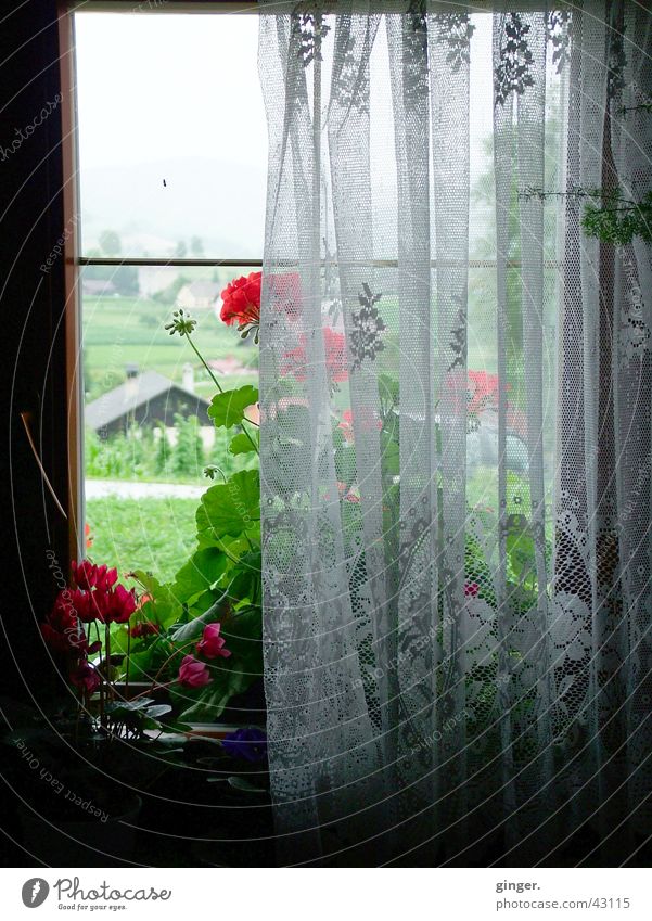 The view Flower Window Old Dark Bright Curtain View from a window Simple Deserted Window seat Contrast