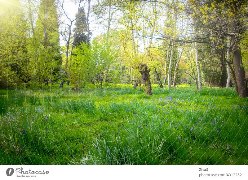 Sunny beautiful green forest with bluebells in the grass nature woods flower flowers spring summer pretty tree trees sunny fresh foliage leaves landscape