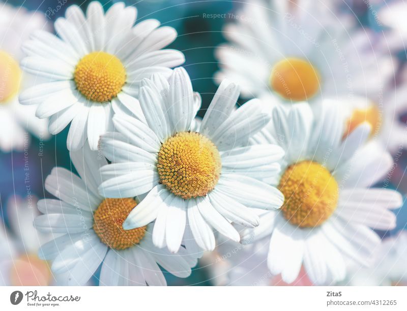 Blooming white daisy flowers, soft focus image daisies nature spring summer closeup macro petal yellow petals beauty beautiful pretty plant flora floral garden