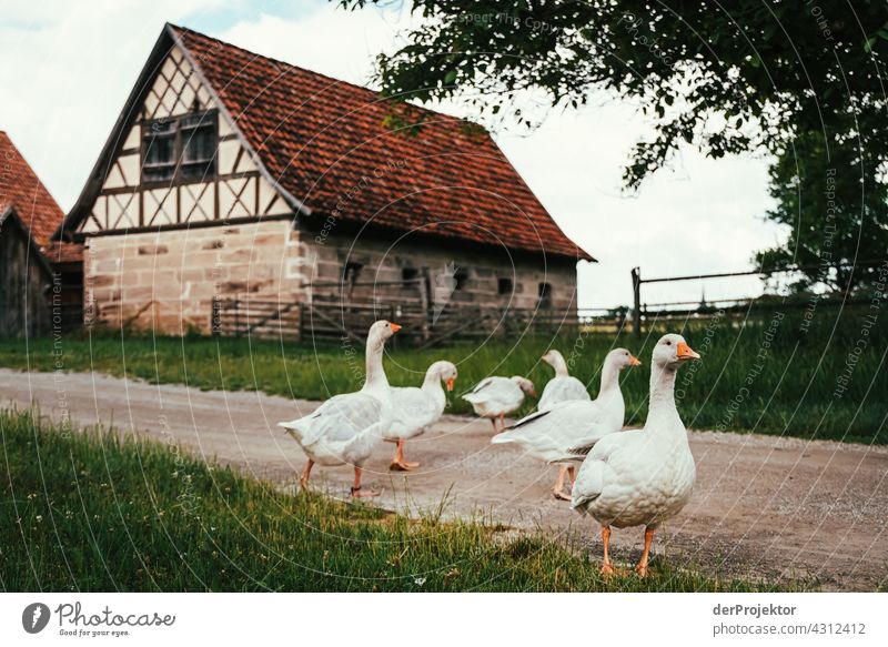 Idyllic village scene with geese in Franconia Agriculture naturally Beautiful weather Joie de vivre (Vitality) Anticipation Farm Organic farming Organic produce