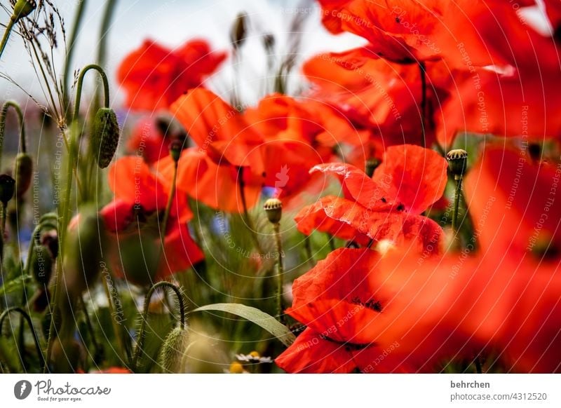The Day After Poppy field Colour photo Green Contrast Spring Summer Exterior shot Red Plant Nature beautifully Splendid luminescent Poppy blossom Flower Blossom