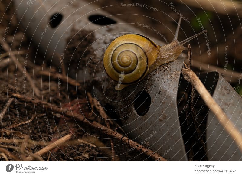 Black-mouthed ribbon snail/ Cepaea nemoralis Crumpet Snail shell Animal Feeler Close-up Exterior shot Small Shallow depth of field Deserted