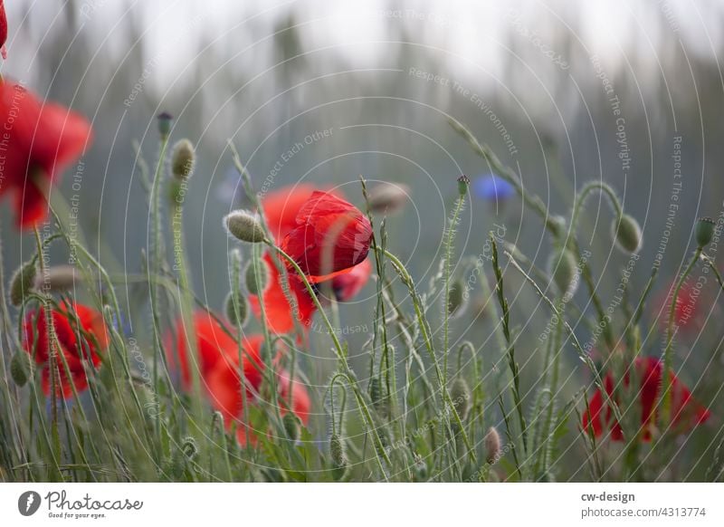 Poppy blossom at the edge of the field coming from Kremmen Field Nature Red Blur in the background Plant Flower Summer Exterior shot Blossom Colour photo