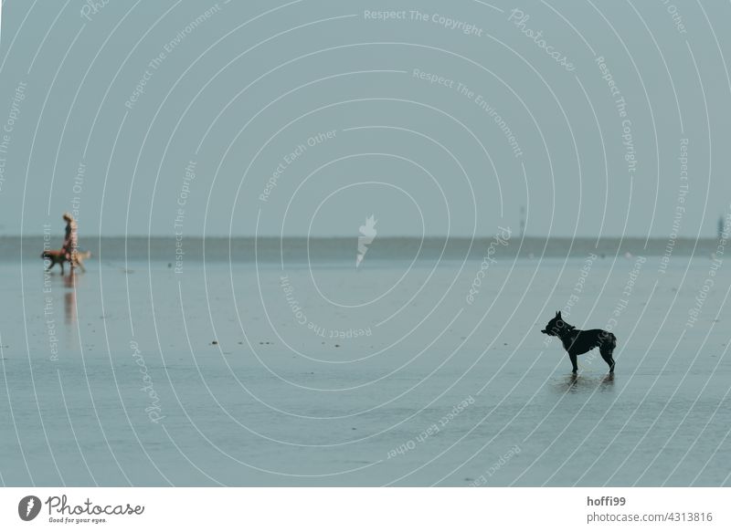 the dog stands on the mudflats when the water rises Mud flats Silhouette Dog Pelt Watchdog Watchfulness Wait North Sea coast Low tide Minimalistic minimalism