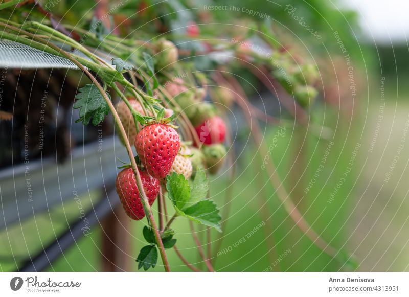 Strawberry picking in the farm strawberry harvesting farming grow field crop ripe summer garden plantation cultivation red fruit organic season fresh