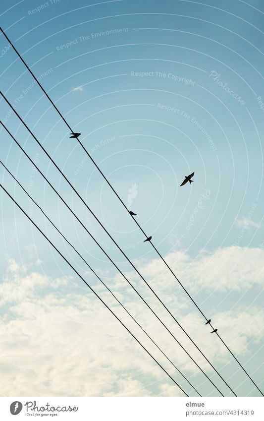 Five power lines with five sitting and one flying swallow in front of light cloudy sky / flight picture Sit Flying Bird Sky fair weather clouds Deco Clouds