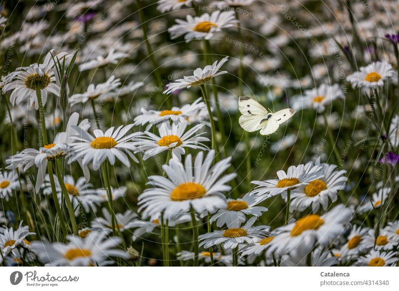 The cabbage white butterfly between the daisies is barely visible Nature flora fauna Insect Animal Butterfly pollinate with flies Flower margarite Meadow