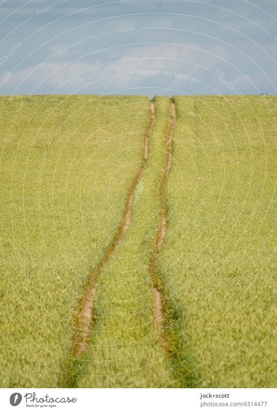 Long tracks in the grain field Landscape Clouds Sky Wheatfield Summer Rut Authentic Warmth Symmetry Lanes & trails Panorama (View) Ecological Agriculture