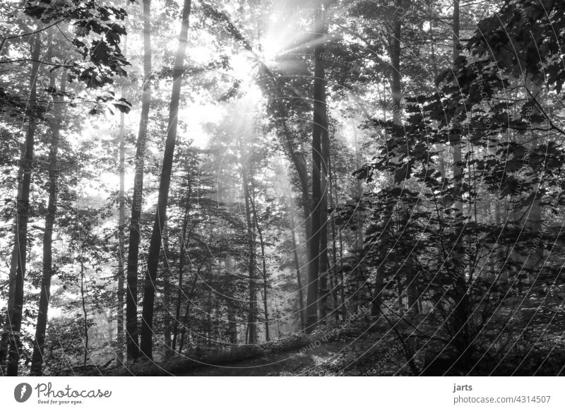 Sunrise sun stealers in the forest in black and white Sunbeam Black & white photo Forest Tree Nature Exterior shot Sunlight Light Landscape Back-light Deserted