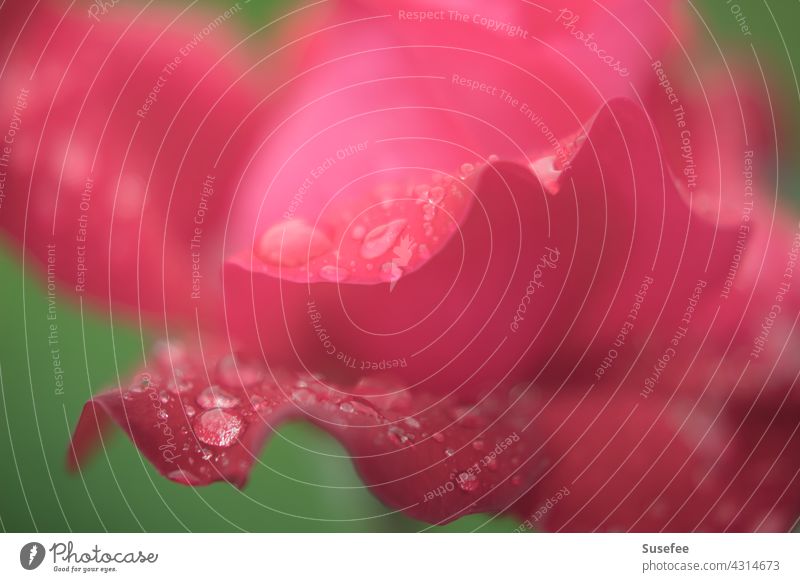 Detail of a rose with water drops pink Drop Blossom flowers Garden Pink Red plants macro Close-up Rain Nature bokeh