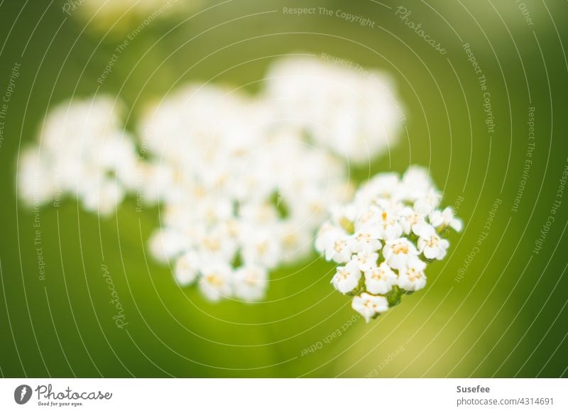 Many small white flowers Nature blossoms Small White Garden herbs herbaceous Weed Close-up Flower naturally bokeh