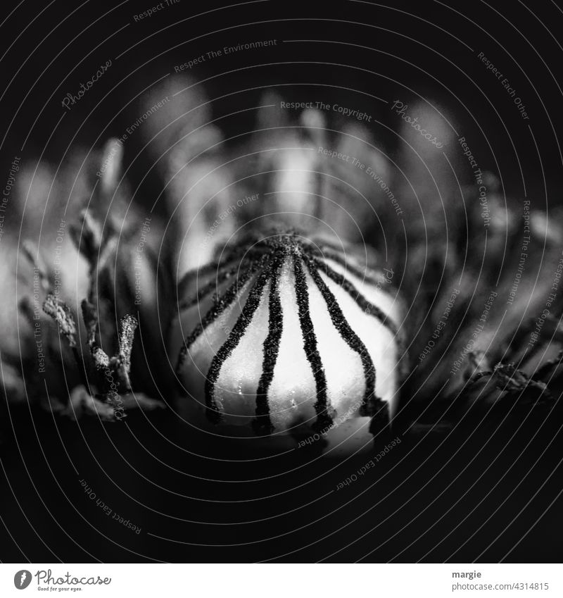 Mo(h)ntag, poppy blossom in black and white Flower Poppy Blossom Nature Poppy blossom Corn poppy Exterior shot Summer Macro (Extreme close-up) Detail Stamp