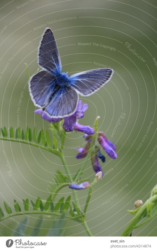 Polyommatus amandus, Amanda's Blue. A blue butterfly with spread wings is sitting on a purple flower of cow vetch. green nature insect close-up outdoors animal