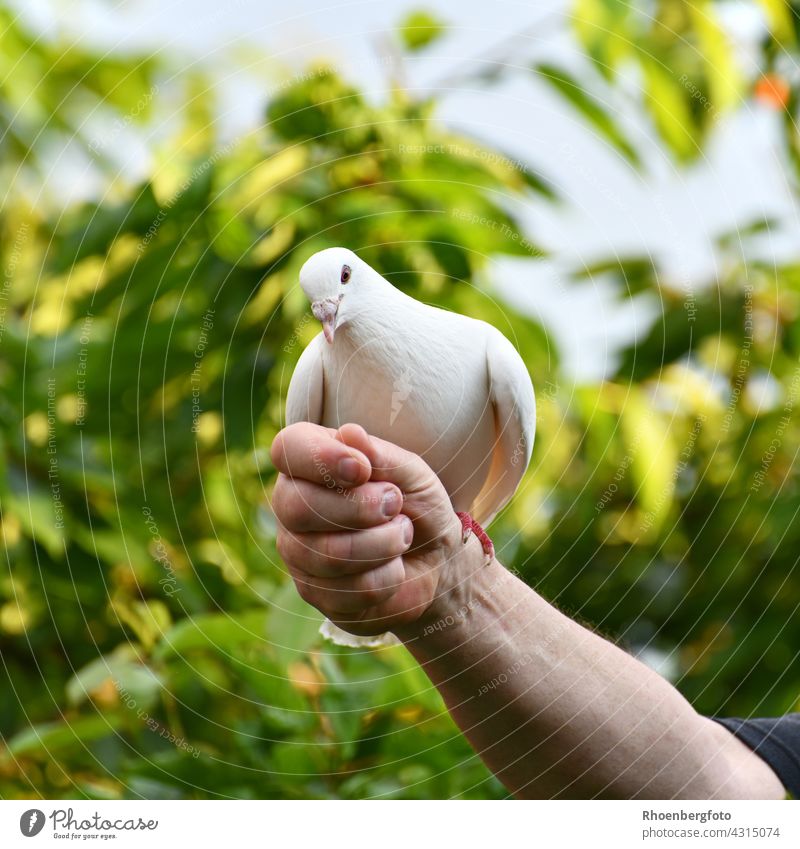 white dove wings