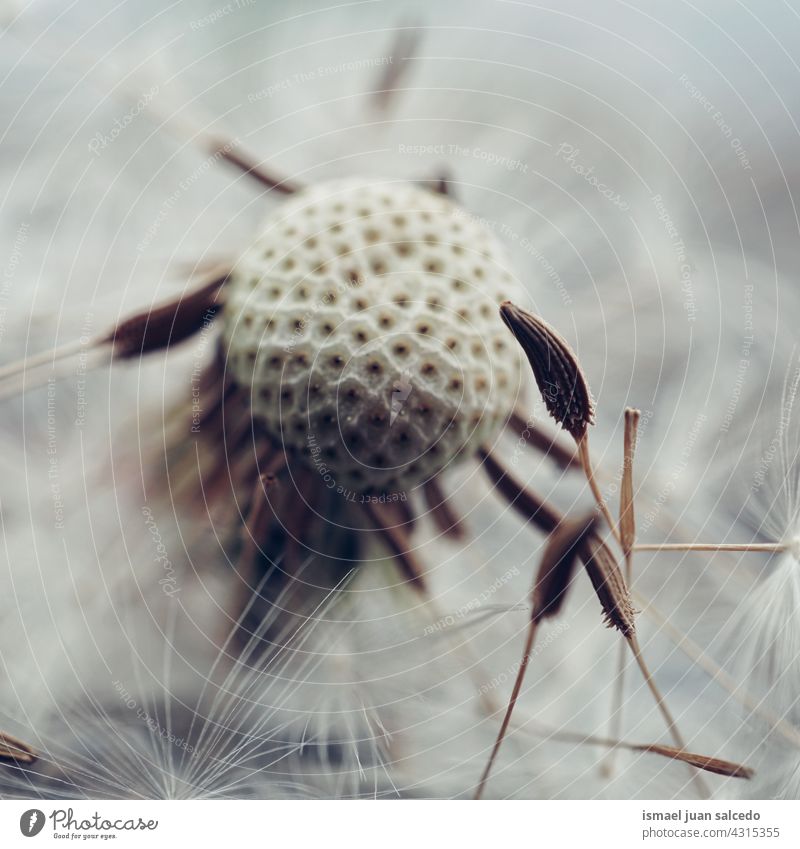 romantic dandelion flower seed in springtime plant floral garden nature natural beautiful abstract textured soft softness background fragility beauty autumn