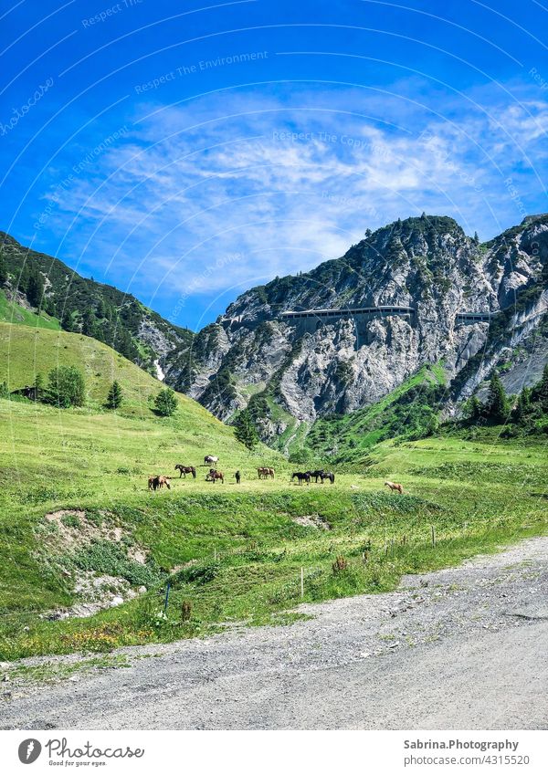 A group of horses on the way in nice weather with view to the Flexenpass in Stuben am Arlberg, Vorarlberg, Austria pass road Tunnel Mountain Exterior shot