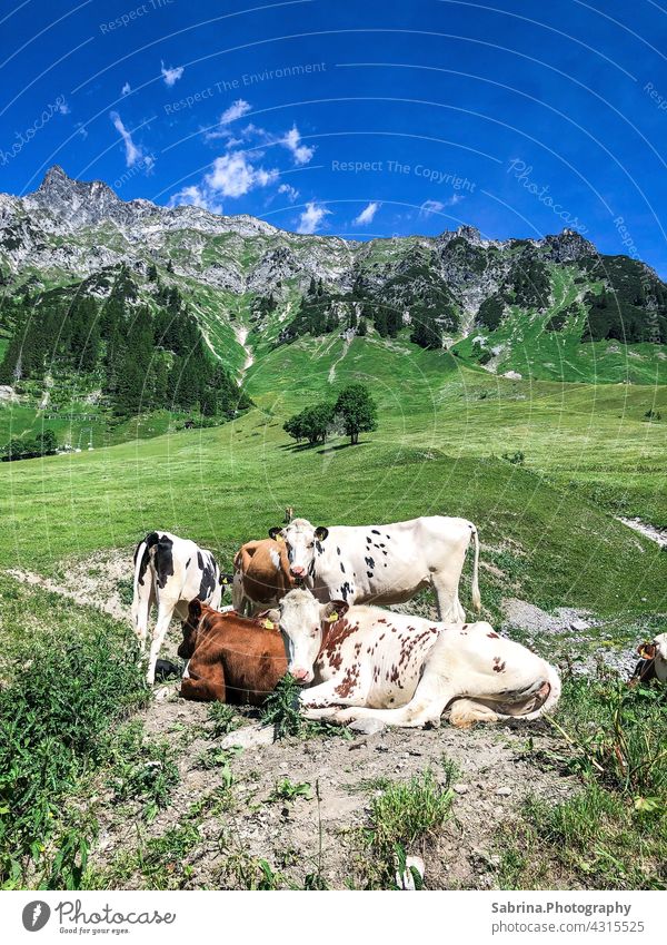A group of cows on the way in nice weather in Stuben am Arlberg, Vorarlberg, Austria Nature Colour photo Mountain Federal State of Vorarlberg Landscape