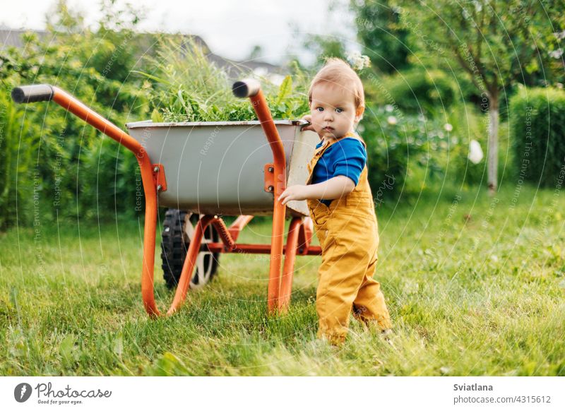 A little boy in yellow pants pushes a wheelbarrow with freshly cut grass in the garden summer toddler adorable baby cart summertime outdoor pushing gardening