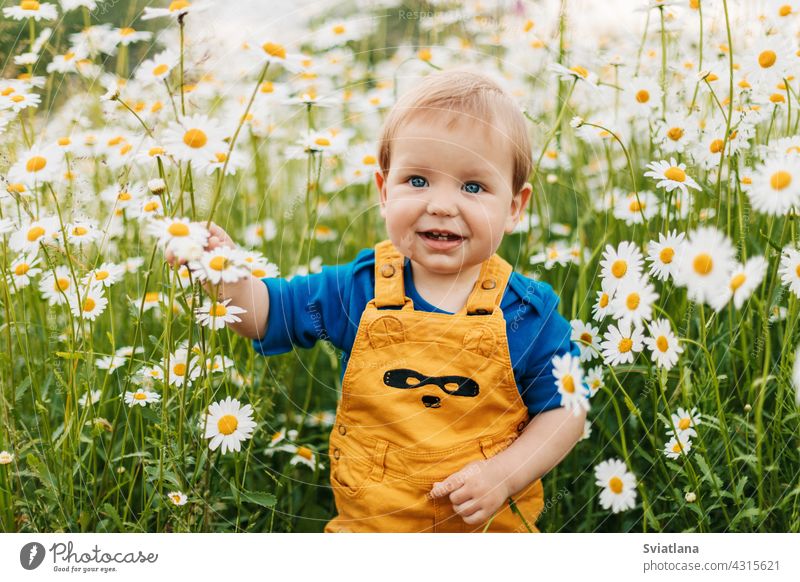 A blue-eyed and fair-haired boy stands in a flowery meadow with chamomile flowers and smiles child field beautiful smiling summer happy fun joy cute green