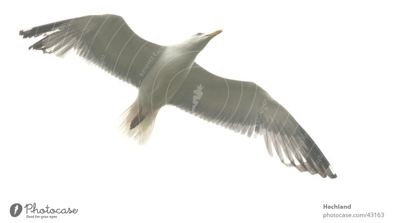 Sharp seagull Bird Span Beak Wing Movement Feather Sky in flight Flight of the birds