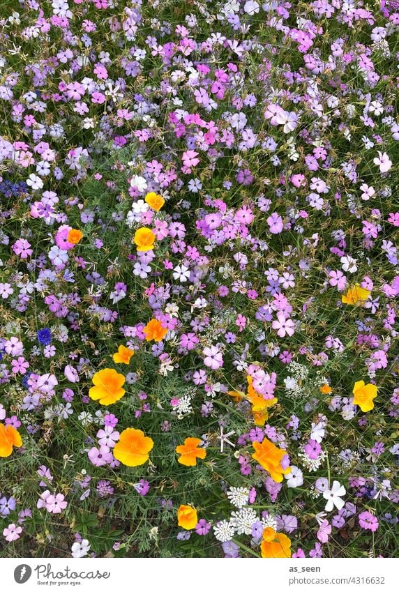 Flower meadow from above flowers Meadow Orange Yellow purple White Green Bird's-eye view Nature Blossom Plant Summer Garden Blossoming Colour photo