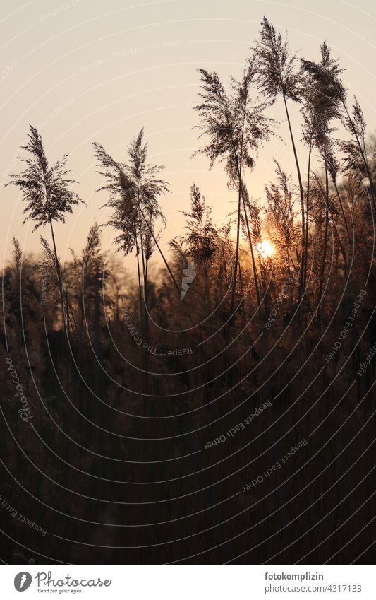 Pampas grass in front of golden evening sun grass fronds Sunset Grass Evening sun Back-light Meadow Sunlight Dusk evening mood Silhouette grasses Moody Ambience