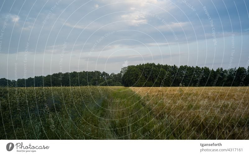 Overgrown field path between two grain fields in different stages of ripeness off the beaten track Grain Grain field Maturing time Forest Agriculture Nature