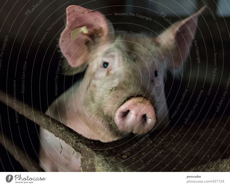 fun society | cost bearers Animal Farm animal Swine 1 Sign Cold Naked Luxury Environment Pig head Meat Captured Animal protection To feed Full Carnivore Happy
