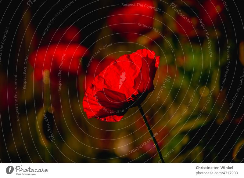 Poppy backlit Poppy blossom Papaver rhoeas Corn poppy Light Red Back-light Summer pretty Blossoming Flower meadow bees Environment Environmental protection