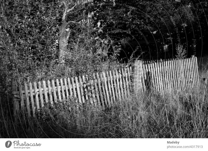 Old wooden fence in a cottage garden at the edge of a forest in summer sunshine in Rudersau near Rottenbuch in the district of Weilheim-Schongau in Upper Bavaria, photographed in classic black and white