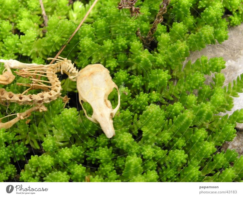 skeleton of a mouse Skeleton Green Spinal column Transience Ribs Death's head gnawed