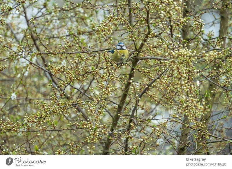 Blue tit in budding tree Blossom Tree Bird Nature Exterior shot Spring Deserted naturally Shallow depth of field