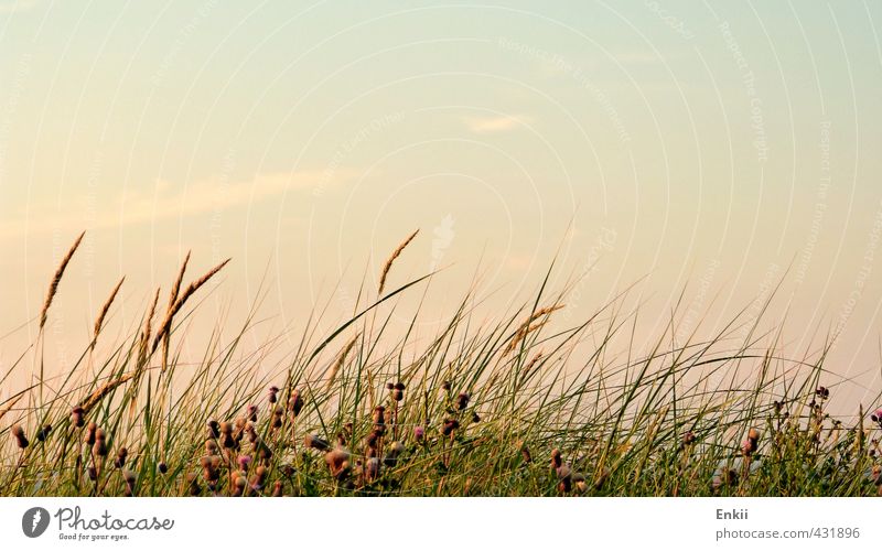 dune grass Summer Summer vacation Beach Island Nature Plant Sky Sun Sunrise Sunset Beautiful weather Grass Coast North Sea Growth Warmth Blue Green Violet