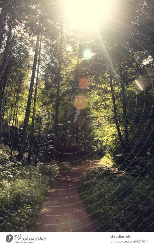 forest light Summer vacation Hiking Environment Nature Plant Sun Beautiful weather Warmth Tree Grass Forest Black Forest Green Freedom Lens flare Glare effect