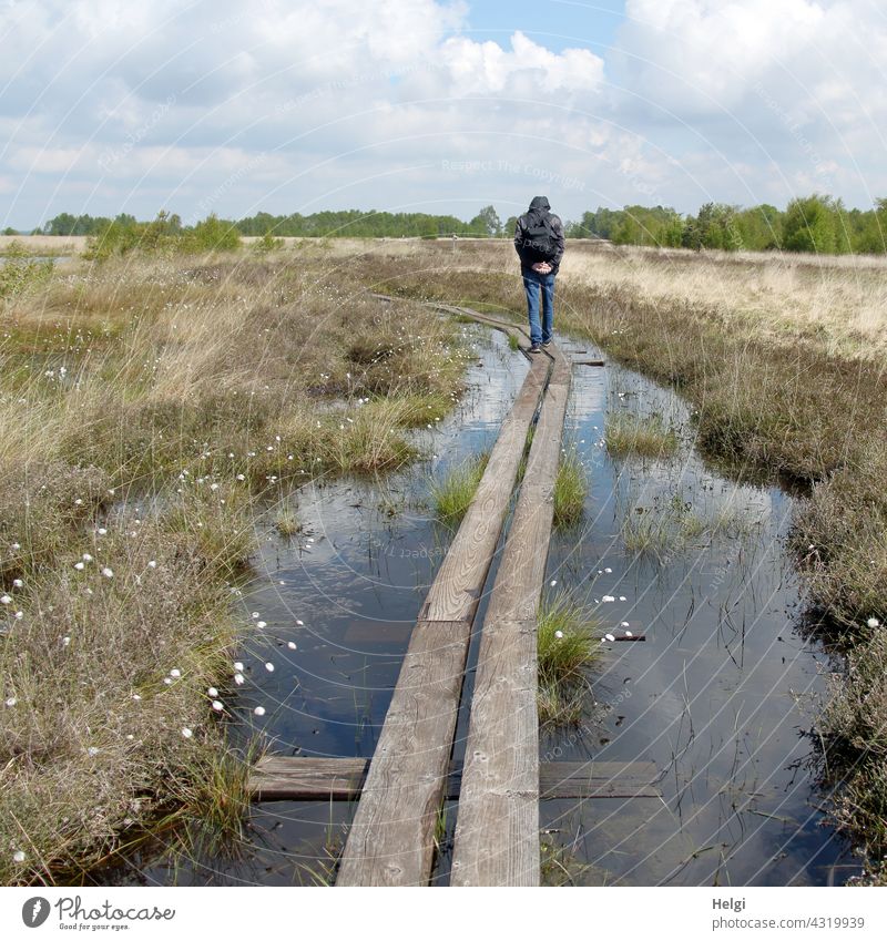 on the wooden path - back view of a man walking in the moor on a wooden path surrounded by water Bog moorland Human being Man Rear view Wood wooden walkway