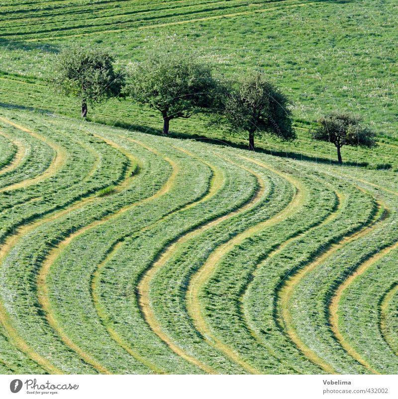 Meadow cuttings Agriculture Forestry Environment Nature Landscape Summer Tree Grass Field Line Natural Green Willow tree Reap Tractor track Illustration Curve
