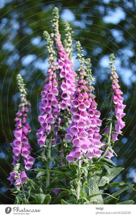 2700 | many foxgloves (Digitalis purpurea) bloom in a forest clearing Thimble Plant Flower Blossom Many Clearing blossom wax Foxglove Swollen Herb