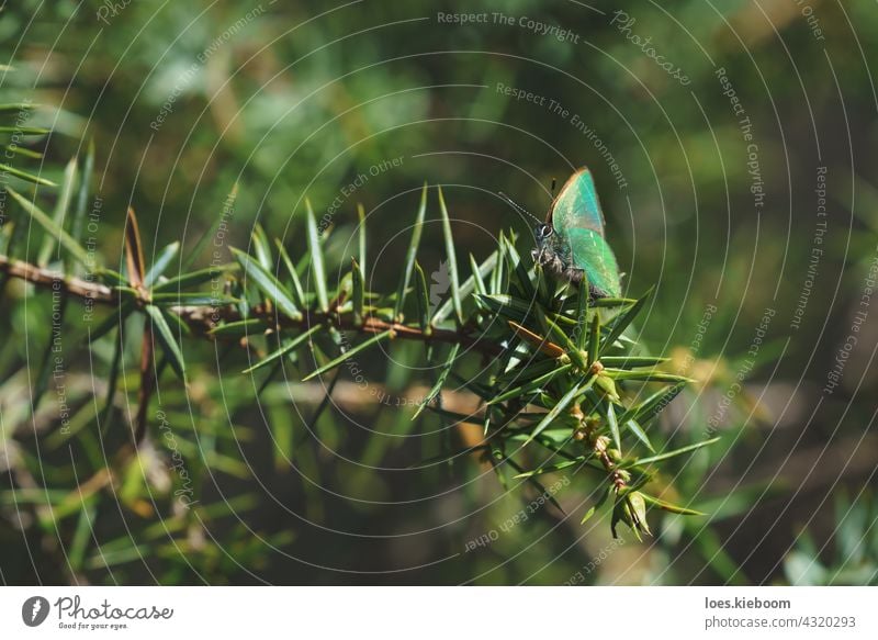 Tranquil springtime scene with green hairstreak butterfly in a evergreen forest on a juniper bush, Tirol, Austria callophrys rubi nature animal lycaenidae