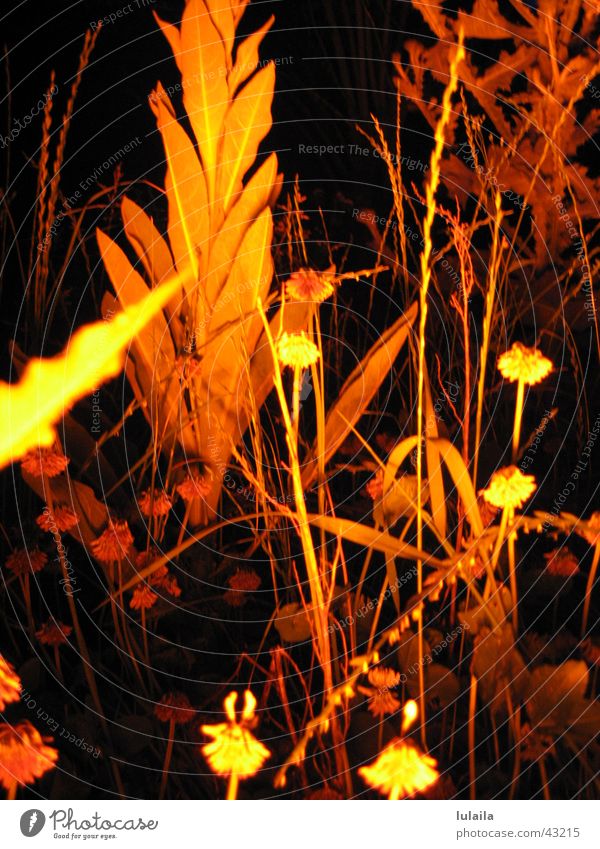 it doesn't always have to be green... Grass Light Night Visual spectacle Macro (Extreme close-up) Enchanted forest Plant Nature car hall Filter Lighting Orange