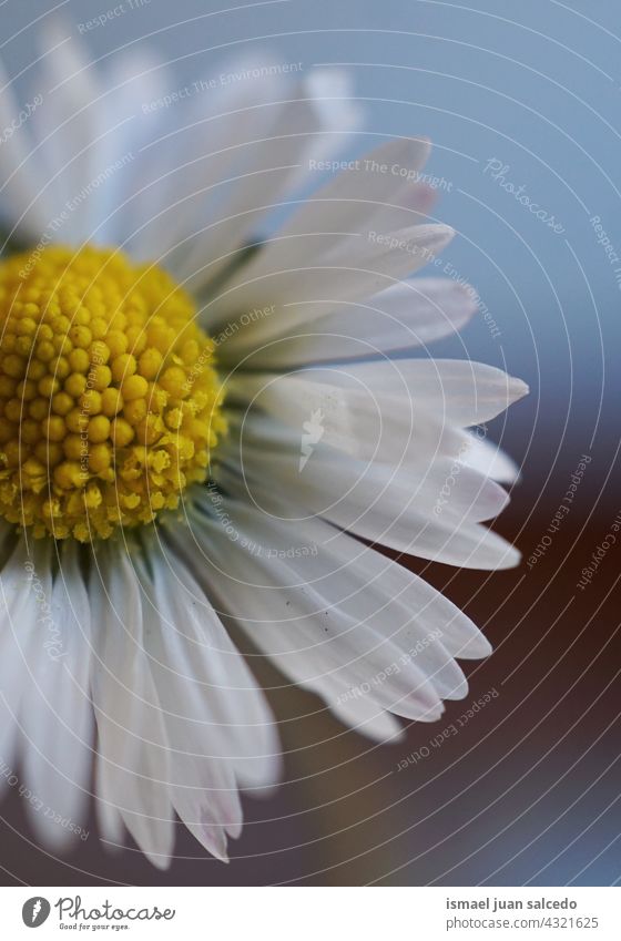 romantic daisy flower in springtime white petals plant garden floral nature decorative decoration beauty fragility freshness background season