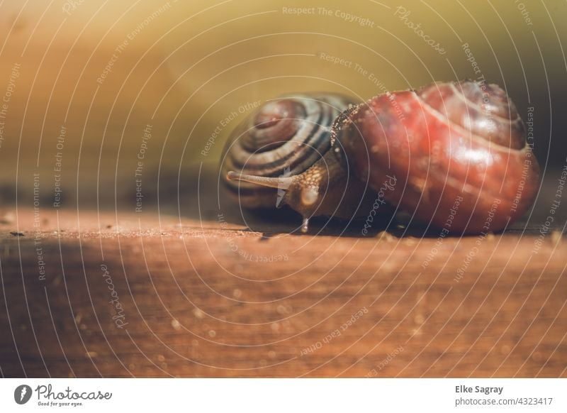 Babes _ Cuddling On A Brown Board In The... snails Snail shell Mollusk Animal Close-up Feeler Deserted Colour photo Shallow depth of field Day
