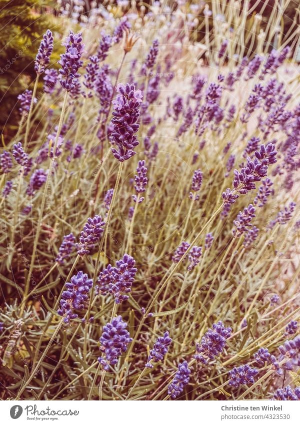 fragrant lavender on a sunny day in summer Lavender purple Summer Nature Violet Fragrance Summery Blossoming Garden plants Plant blurriness Summer feeling